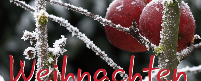 Verschneite Zweige mit Beeren.